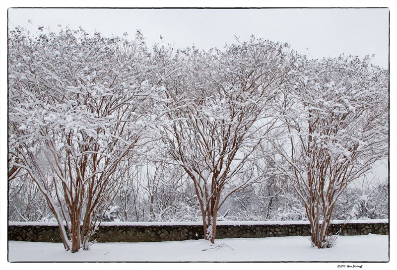 crepe myrtles in snow.jpg